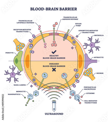 Blood brain barrier or BBB as immunological feature of CNS outline diagram, transparent background. Labeled educational medical scheme with healthy BBB and diseased comparison illustration.