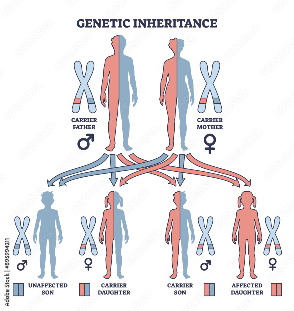 Genetic inheritance as two alleles in gene pair are inherited outline ...