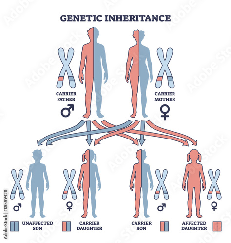 Genetic inheritance as two alleles in gene pair are inherited outline diagram, transparent background. Labeled educational scheme with genetic interaction and effect for offspring illustration.