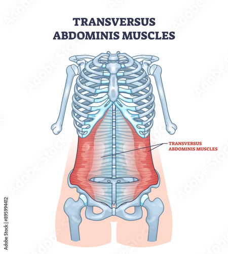 Transversus abdominis muscles in abdominal muscular system outline diagram, transparent background. Labeled educational scheme with stomach muscle anatomy and medical location illustration.