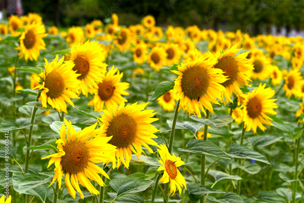 Close-up of beautiful sunflower field on a sunny summer day. Photo taken July 24th, 2024, Zurich, Switzerland. Close-up of beautiful sunflower field on a sunny summer day. Photo taken July 24th, 2024, Zurich, Switzerland.