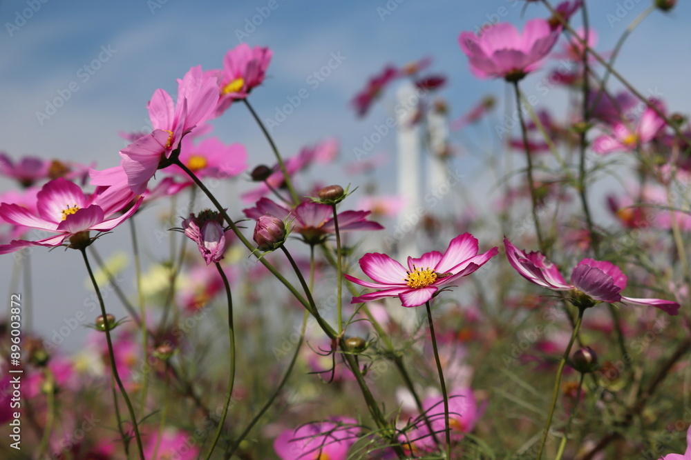 field of cosmos