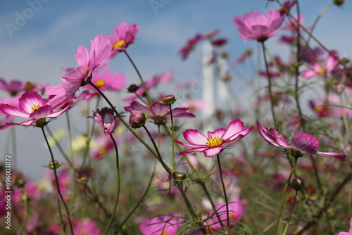 field of cosmos