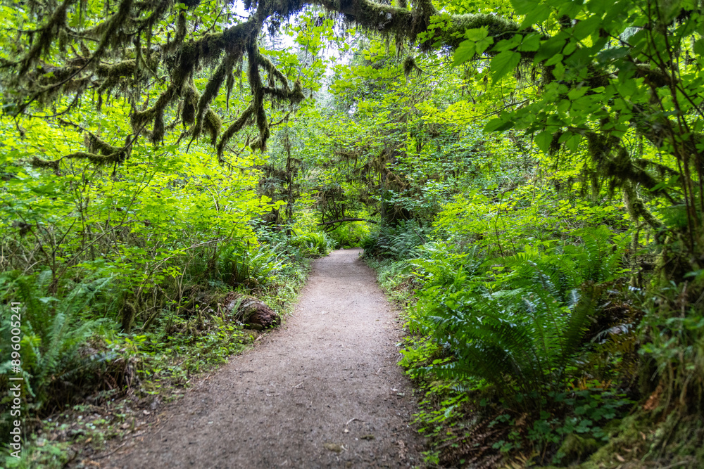 path in the forest path in the forest