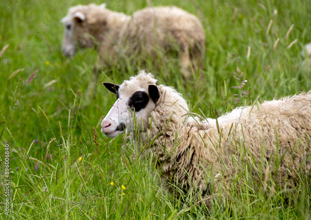 Obraz premium Portrait photo of a sheep in a meadow