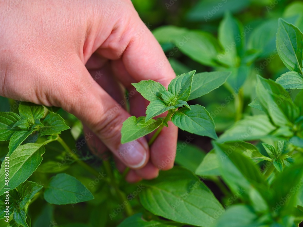© rosinka79 - A woman touching basil branch of a basil plant in the garden