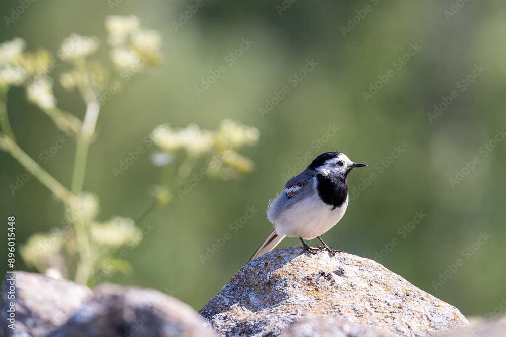 Naklejka premium Single wagtail bird sitting on rock with green blurry background