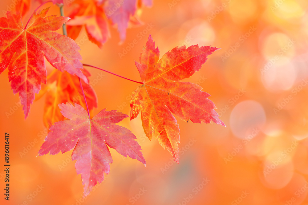 autumn leaves background autumn leaves background