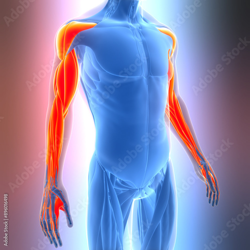 Human Muscular System Hand Muscles Anatomy photo