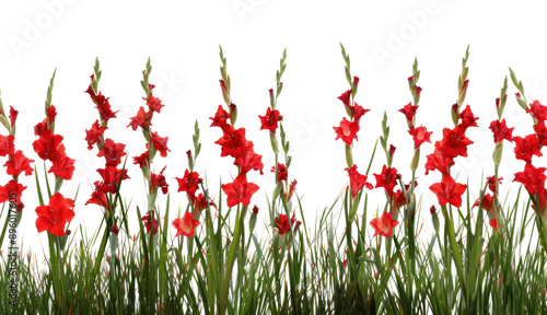 PNG Vibrant red gladiolus flowers