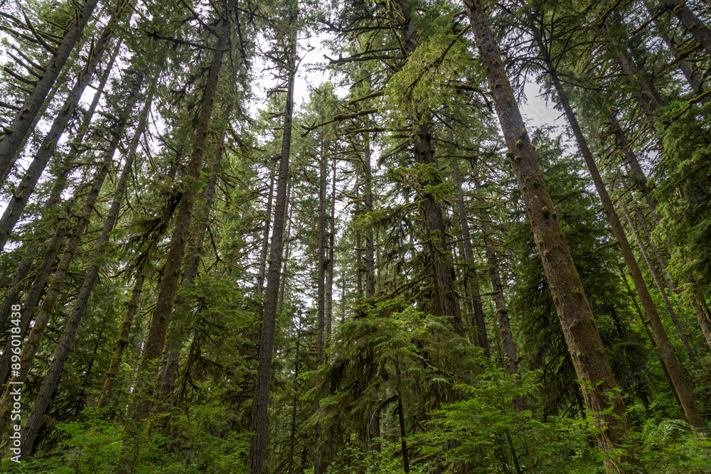trees in the forest trees in the forest
