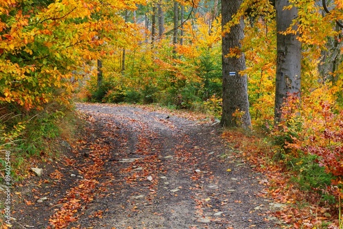 Fototapeta Naklejka Na Ścianę i Meble -  Autumn hiking trail near Zwardon, Beskidy
