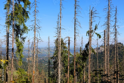 European spruce bark beetle infested forest in Poland photo