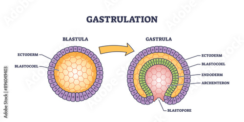 Gastrulation as early developmental process for embryo transformation tiny person concept, transparent background. Labeled educational medical scheme.