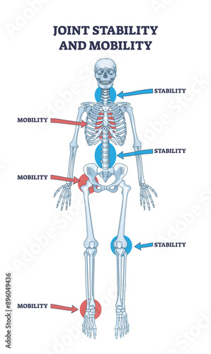 Joint stability or body mobility skeletal bone division outline diagram, transparent background. Labeled educational anatomical scheme with skeleton functions as spinal, chest, hip, knee.
