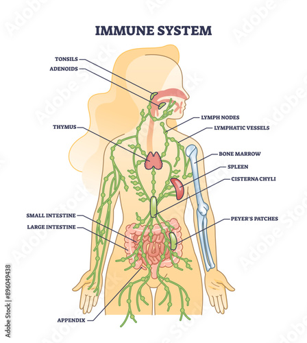 Immune system medical organs for human body protection outline diagram, transparent background. Labeled educational scheme with inner defense and tonsils, adenoids, thymus.