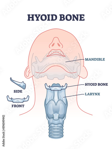 Hyoid bone with skeletal neck and chin parts bone anatomy outline diagram, transparent background. Labeled educational facial scheme with mandible, hyoid and larynx location illustration.