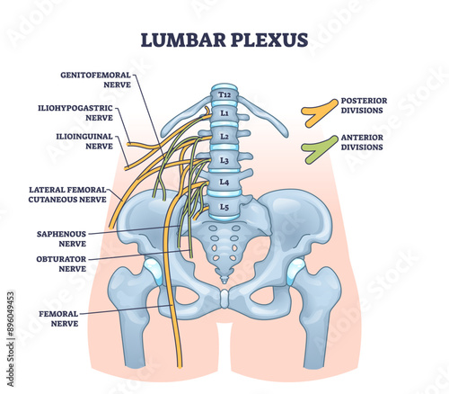 Lumbar plexus as anatomical web of lumbosacral nerves outline diagram, transparent background. Labeled educational scheme with medical location of genitofemoral.