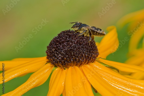 Wet honey bee (Apis mellifera) on yellow flower after rain. photo