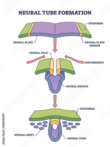 Neural tube formation as embryo medical development stage outline diagram, transparent background. Labeled educational scheme with convergence or crest stages and structure illustration.