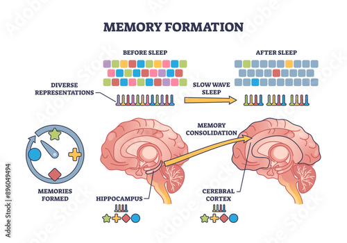 Memory formation and effective processing after night sleep outline diagram, transparent background. Labeled educational scheme with anatomical process for hippocampus consolidation.