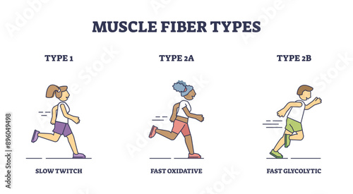 Muscle fiber types with slow and fast twitch activities outline diagram, transparent background. Labeled educational sport athlete muscular buildup with oxidative and glycolytic phases illustration.
