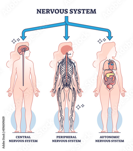 Nervous system main central, peripheral and autonomic parts outline diagram, transparent background. Labeled educational scheme with neurology sections and body neurons division illustration.