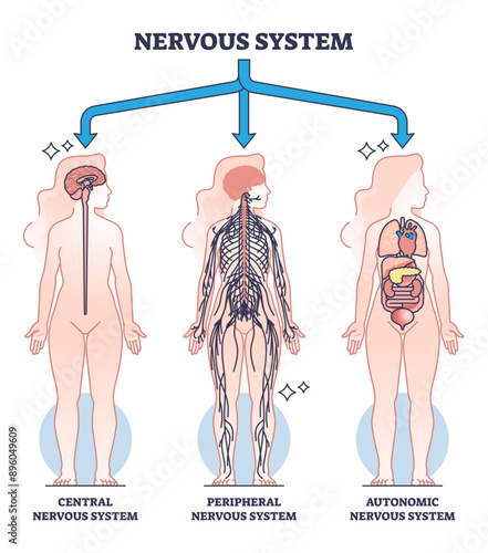 Nervous system main central, peripheral and autonomic parts outline diagram, transparent background. Labeled educational scheme with neurology sections and body neurons division illustration. photo