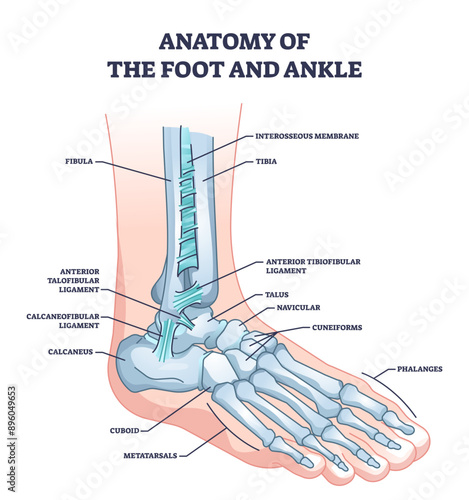 Anatomy of foot and ankle with skeletal bone structure outline diagram, transparent background. Labeled educational scheme with phalanges, tibia, fibula and cuboid location illustration.
