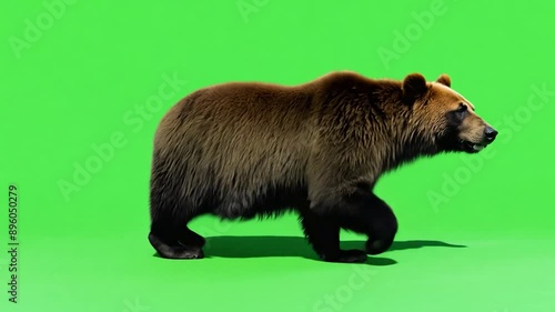 brown bear green screen