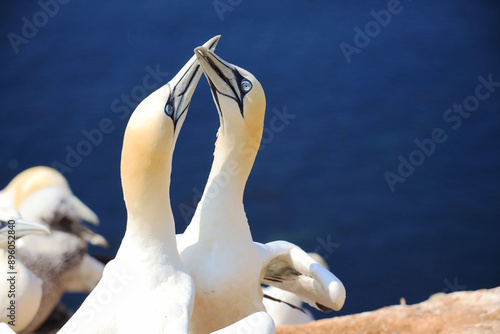 Northern gannets – Morus bassanus - on the red cliffs of the German offshore island of Heligoland, Schleswig Holstein, Germany, Europe photo