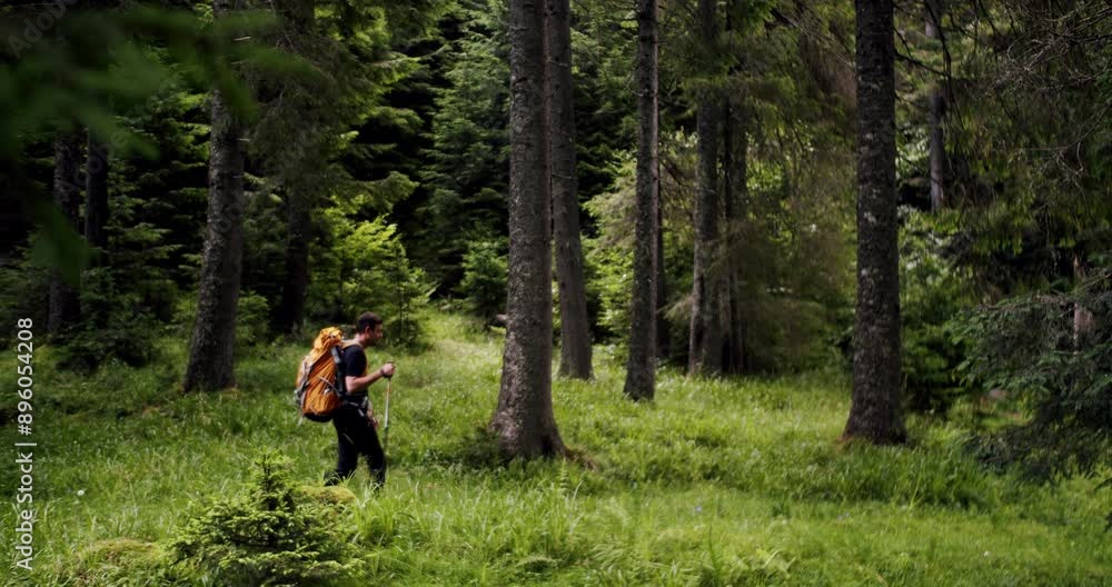 A man walking in the forest. high elevation green forest. Male traveler walks by trail exploring nature. Man hiking or camping in wilderness walk on path or trail. Outdoors lifestyle.