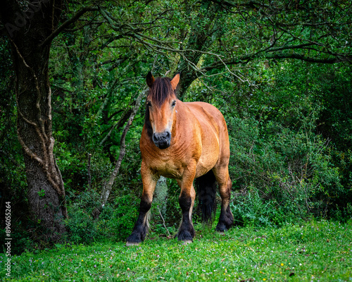 caballo salvaje en la naturaleza
