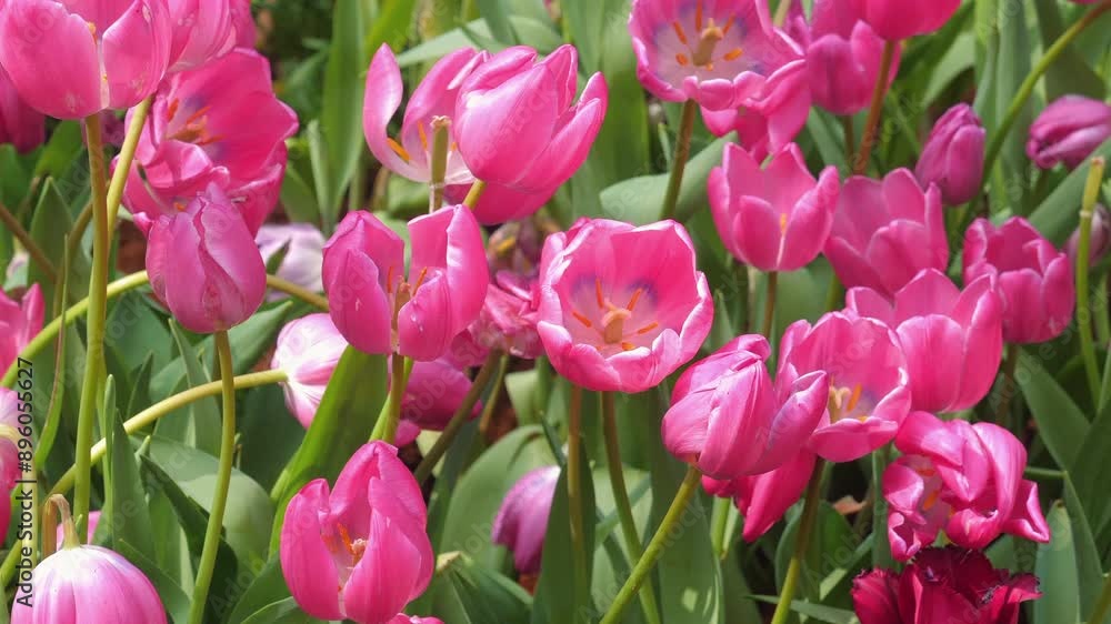 Blooming pink tulips in vibrant garden on sunny day. Floral Beauty and Nature. Blooming pink tulips in vibrant garden on sunny day. Floral Beauty and Nature.