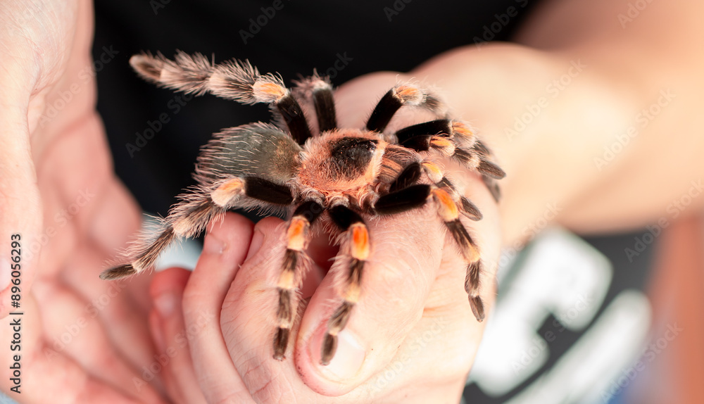 Tarantula spider on a man's hand close up. Tarantula spider as a pet. Tarantula spider on a man's hand close up. Tarantula spider as a pet.