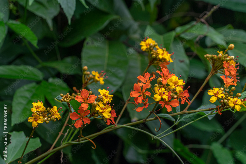 This pictuer is name Phanera integrifolia, Orange-yellow flowers in the morning sun This pictuer is name Phanera integrifolia, Orange-yellow flowers in the morning sun