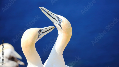 Northern gannets – Morus bassanus - on the red cliffs of the German offshore island of Heligoland, Schleswig Holstein, Germany, Europe photo