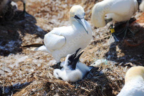 Northern gannets – Morus bassanus - on the red cliffs of the German offshore island of Heligoland, Schleswig Holstein, Germany, Europe photo