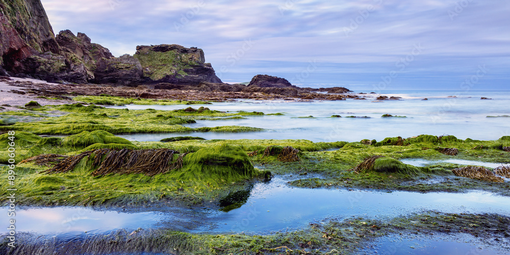 Fototapeta premium Seaweed covered rocks at Westcombe Beach in South Devon Uk