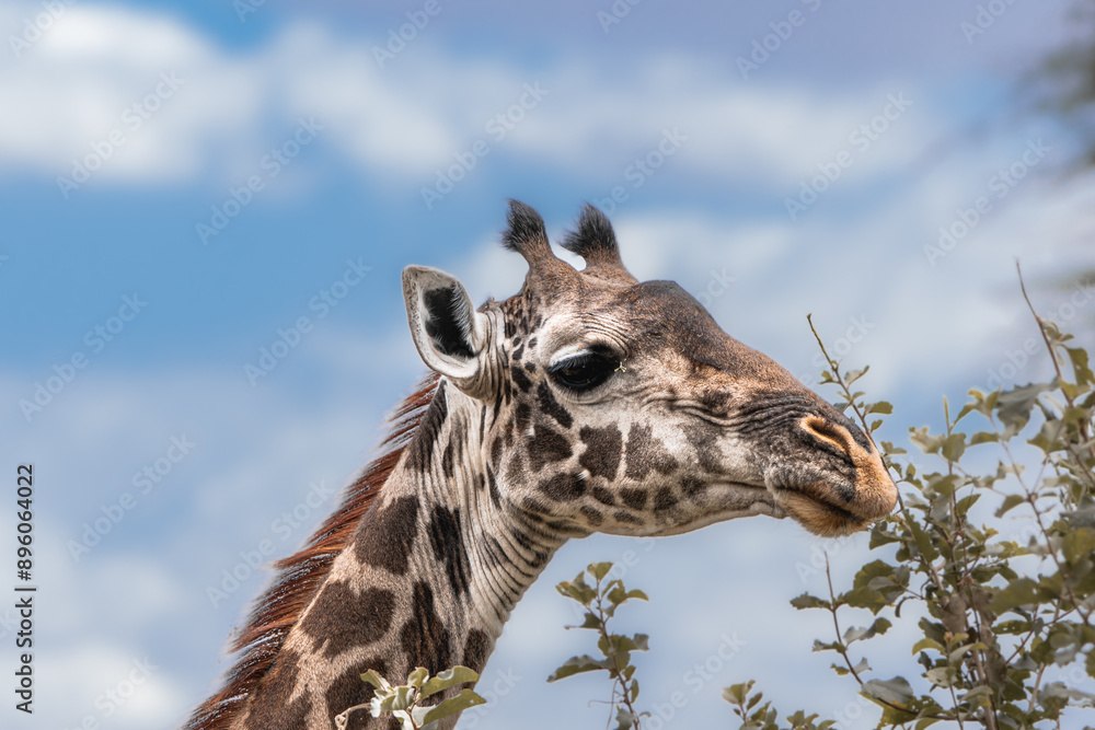 Obraz premium Giraffe Close-up