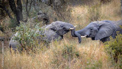 Canvas Print Play-fighting elephants