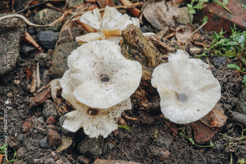 Photography of Picipes melanopus mushroom or fungi stuck in a tree branch. Nature photography concept. photo