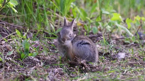 Mountain cottontail rabbit (Sylvilagus nuttallii) itching nose with back foot during spring in Montana photo