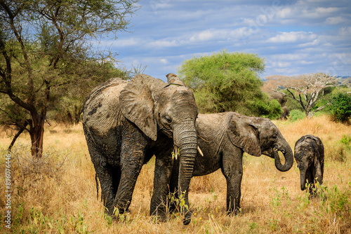 Sticker Three elephants