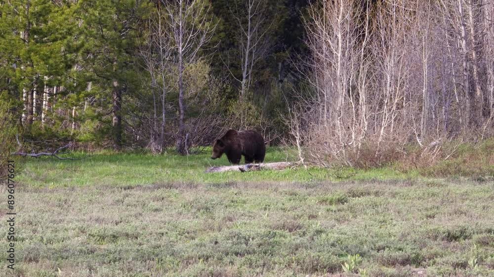 Grizzly bear (Ursus arctos horribilis) walking out the forest and into a meadow in Grand Teton National Park during spring Grizzly bear (Ursus arctos horribilis) walking out the forest and into a meadow in Grand Teton National Park during spring