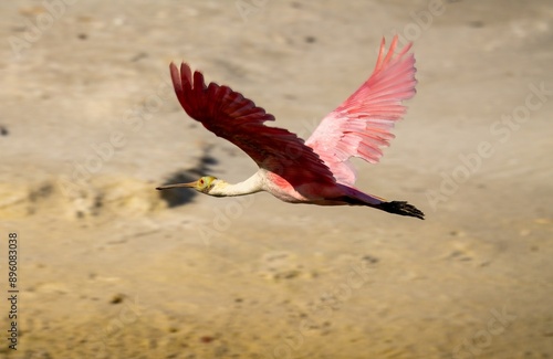 Roseate Spoonbilled in flight photo