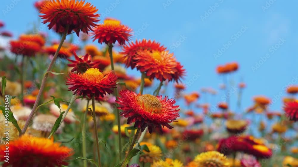 Bright red and yellow flowers blossoming under clear blue sky in vibrant field, captured close-up, showcasing beauty of nature and floral diversity. Nature and Floral Diversity. Bright red and yellow flowers blossoming under clear blue sky in vibrant field, captured close-up, showcasing beauty of nature and floral diversity. Nature and Floral Diversity.