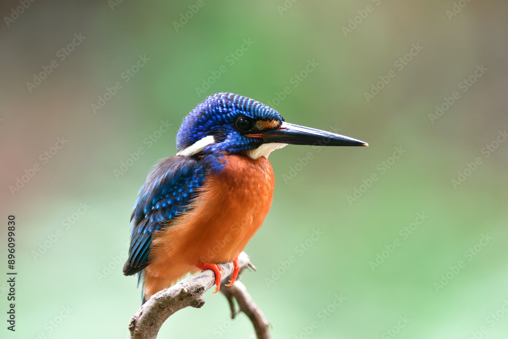 blue and saturation orange feather bird calmly perching on branch, blue-eared kingfisher blue and saturation orange feather bird calmly perching on branch, blue-eared kingfisher