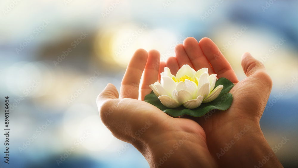 Hands holding a white water lily with water background Hands holding a white water lily with water background
