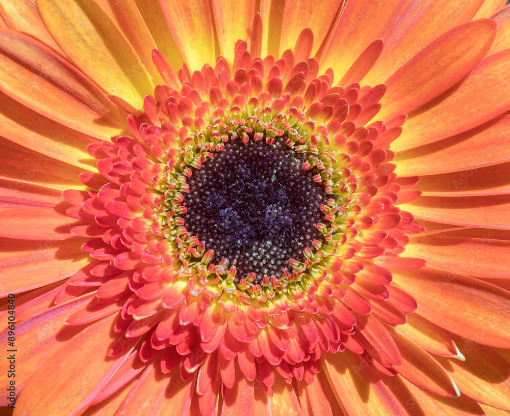 Patio Gerbera or Volcanoes Gerbera flower head center. Patio Gerbera or Volcanoes Gerbera flower head center.